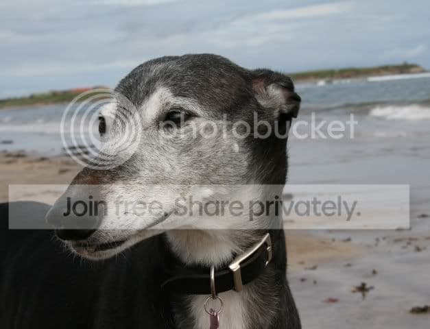 Woof Factor 2012 Results — Unknown