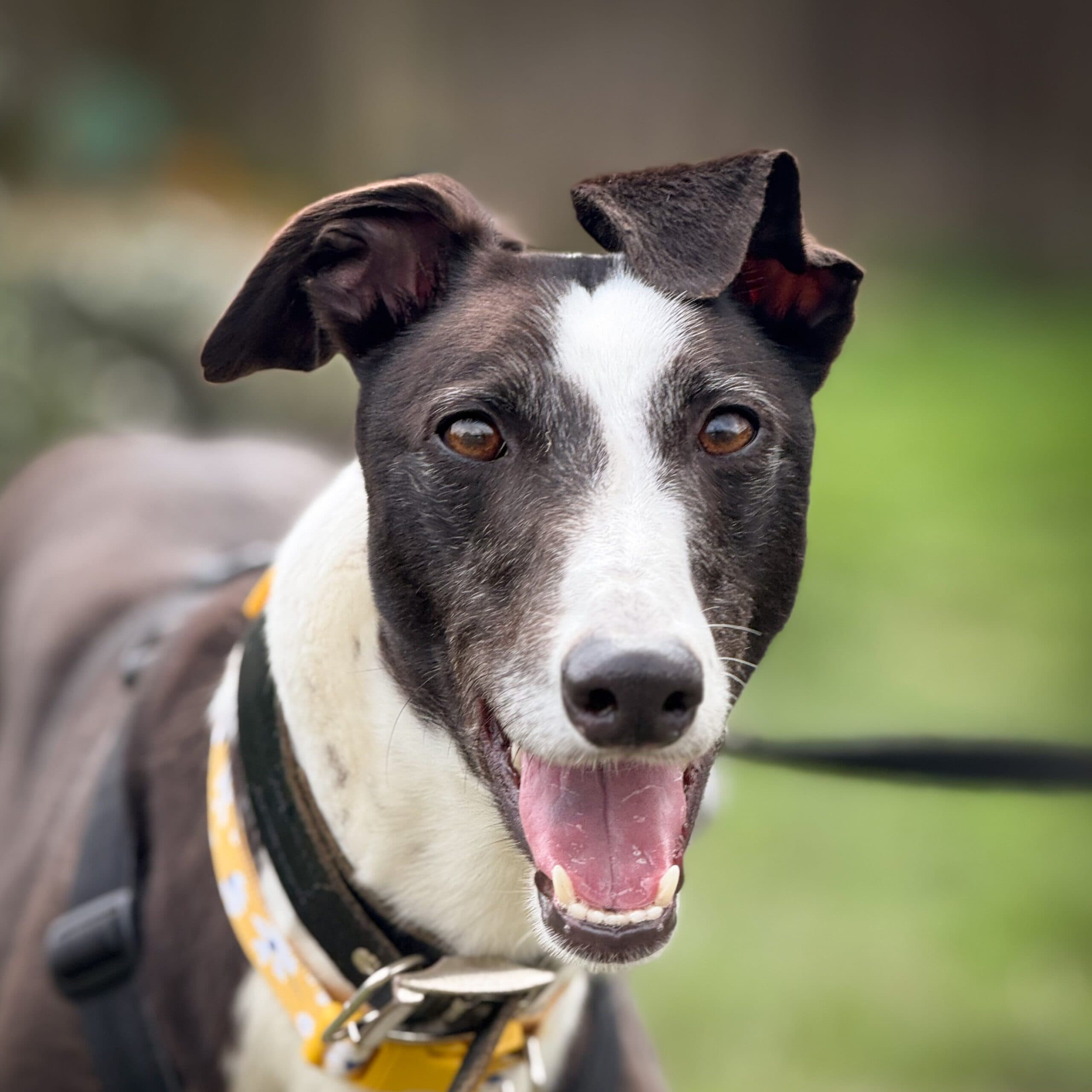 Pika — Of Home She Needs. We May Already Have A