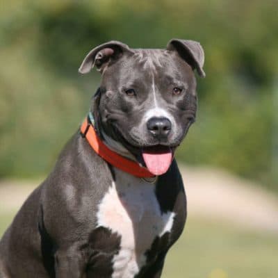 Frauke — Staffordshire Terrier Mix