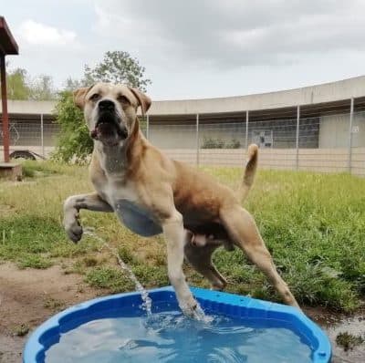 Vito — Presa Canario-mix