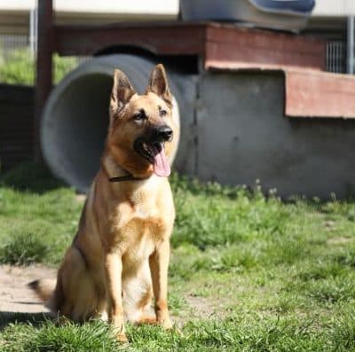 Tango — Deutscher Schäferhund