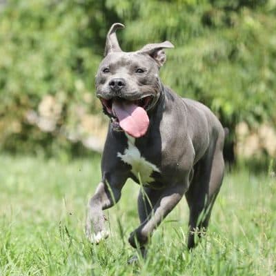 Ares — Stafford-mix