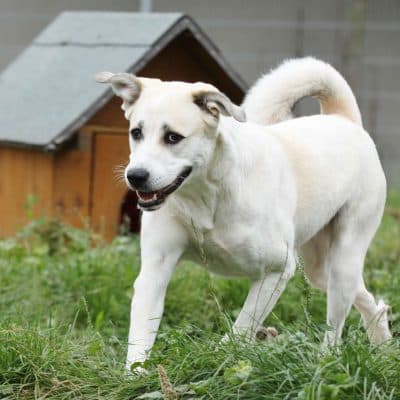 Nagini — Alabai-mix