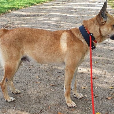Snacks — Malinois-mix