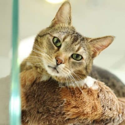 Jamie — Europäisch Kurzhaar