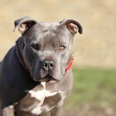 Ronny — Staffordshire-mix