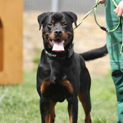 Fino — Rottweiler