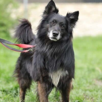 Fukano — Border Collie/schäferhund-mix