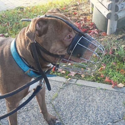 TJ (Tommy Junior) photo 4