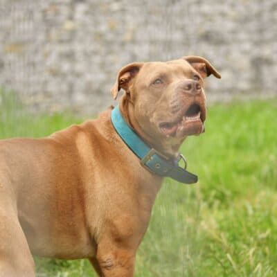 TJ (Tommy Junior) — Staffordshire-mix
