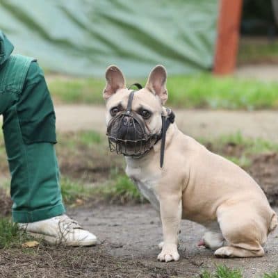 Cody — Französische Bulldoge