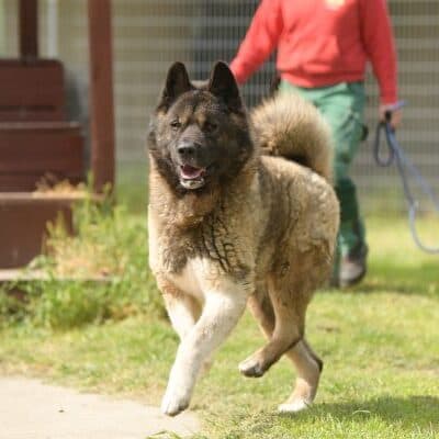 Hatschi — American Akita