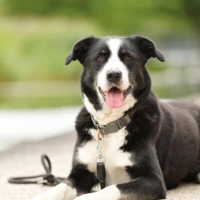 Miko — Border Collie Mix