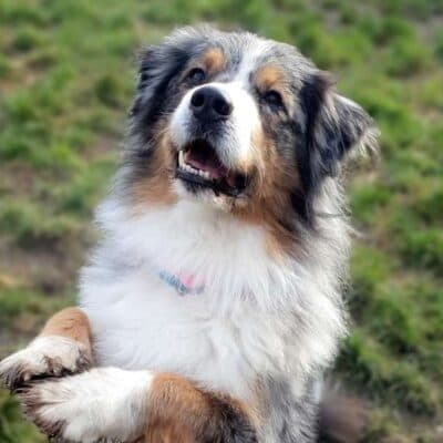 Torben — Australian Shepherd