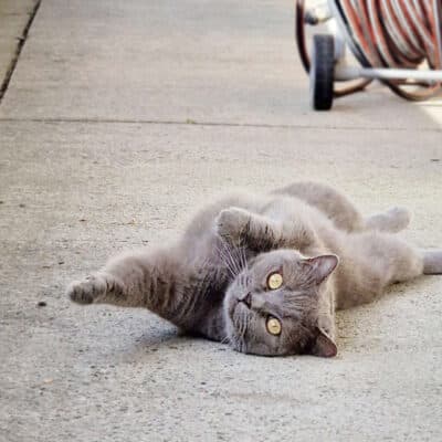 Barsik — Britisch Kurzhaar