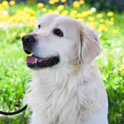 Logan — Golden Retriever