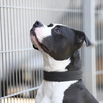 Mads — Staffordshire-bulldog-mix