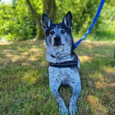 Bali — Taiwanhund-mix