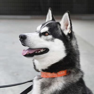 Kolja — Husky-mix