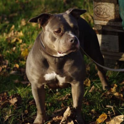 Olivia — Staffordshire Bullterrier