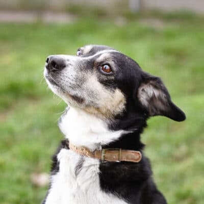 Filly — Collie-mix