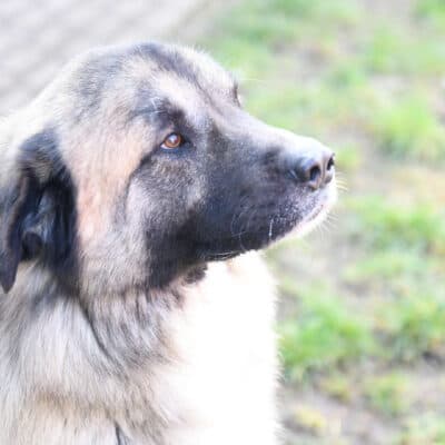 Koda — Kaukasen-mix