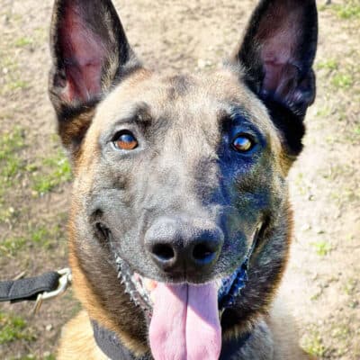 Nacho — Belgischer Schäferhund