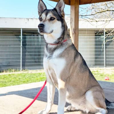 Shila — Husky-labrador-mix
