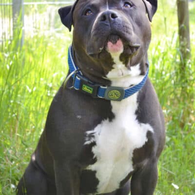 Moppi — Xl-bully-mix