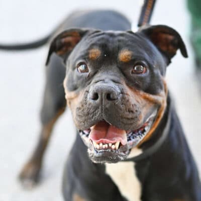 Yuno — Bulldoggen-mix