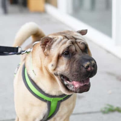 Chikko — Shar Pei