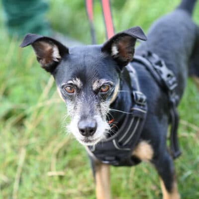 Max — Chihuahua-jackrussell-zwergpinscher-mix