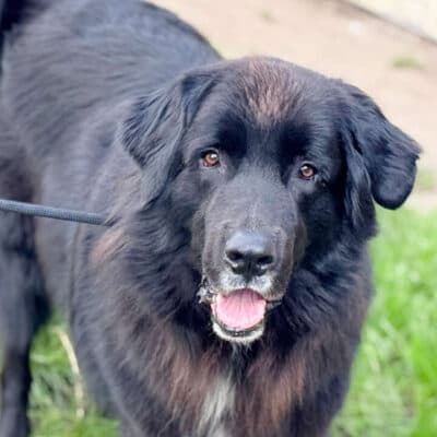 Simba — Neufundländer