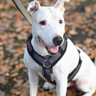 Mallow (Marshmallow) — Bullterrier-mix