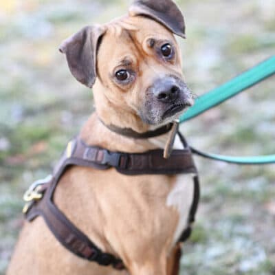 Bocky — Boxer-mix