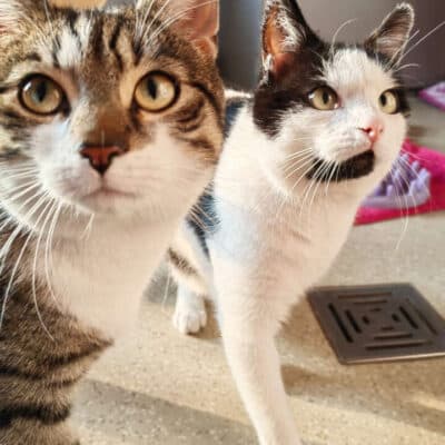 Lenny & Steppel photo 5