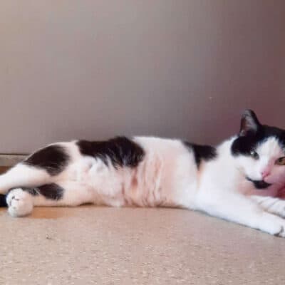 Lenny & Steppel photo 2