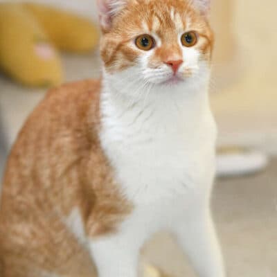 Oliver Twist — Ekh