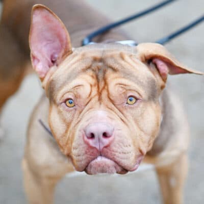 Joker — Staffordshire Terrier Mix