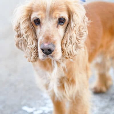 Miki — Cocker Spaniel-mix