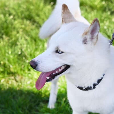 Arktis — Siberian Husky Mix
