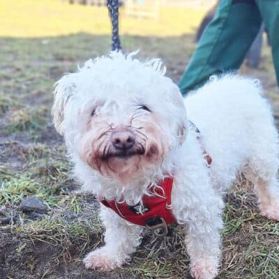 Toto — Bolonka-mix