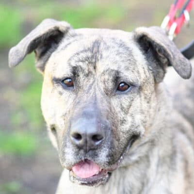 Ninia — Majorero Canario