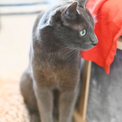 Sherlock — Russisch Blau