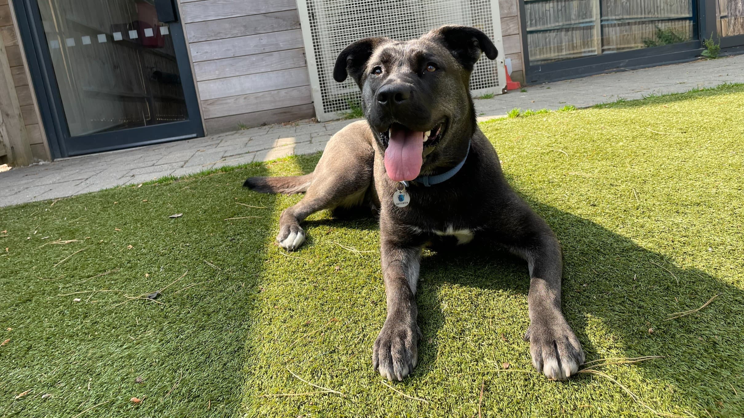 Nimba — Siberian Husky