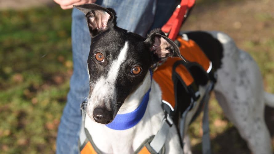 Crystal (bow dog) photo 14