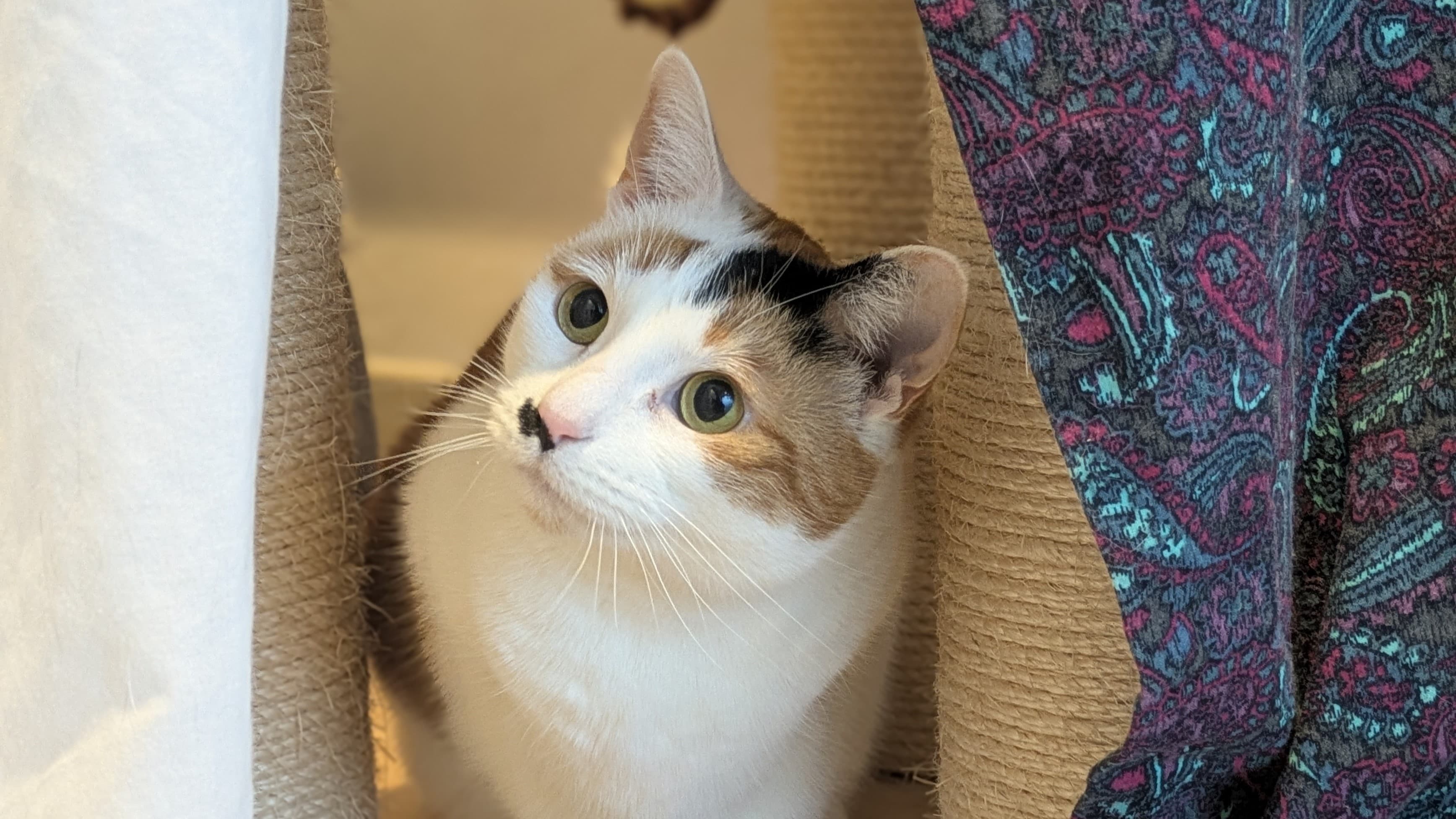 Marilyn monmeow photo 9