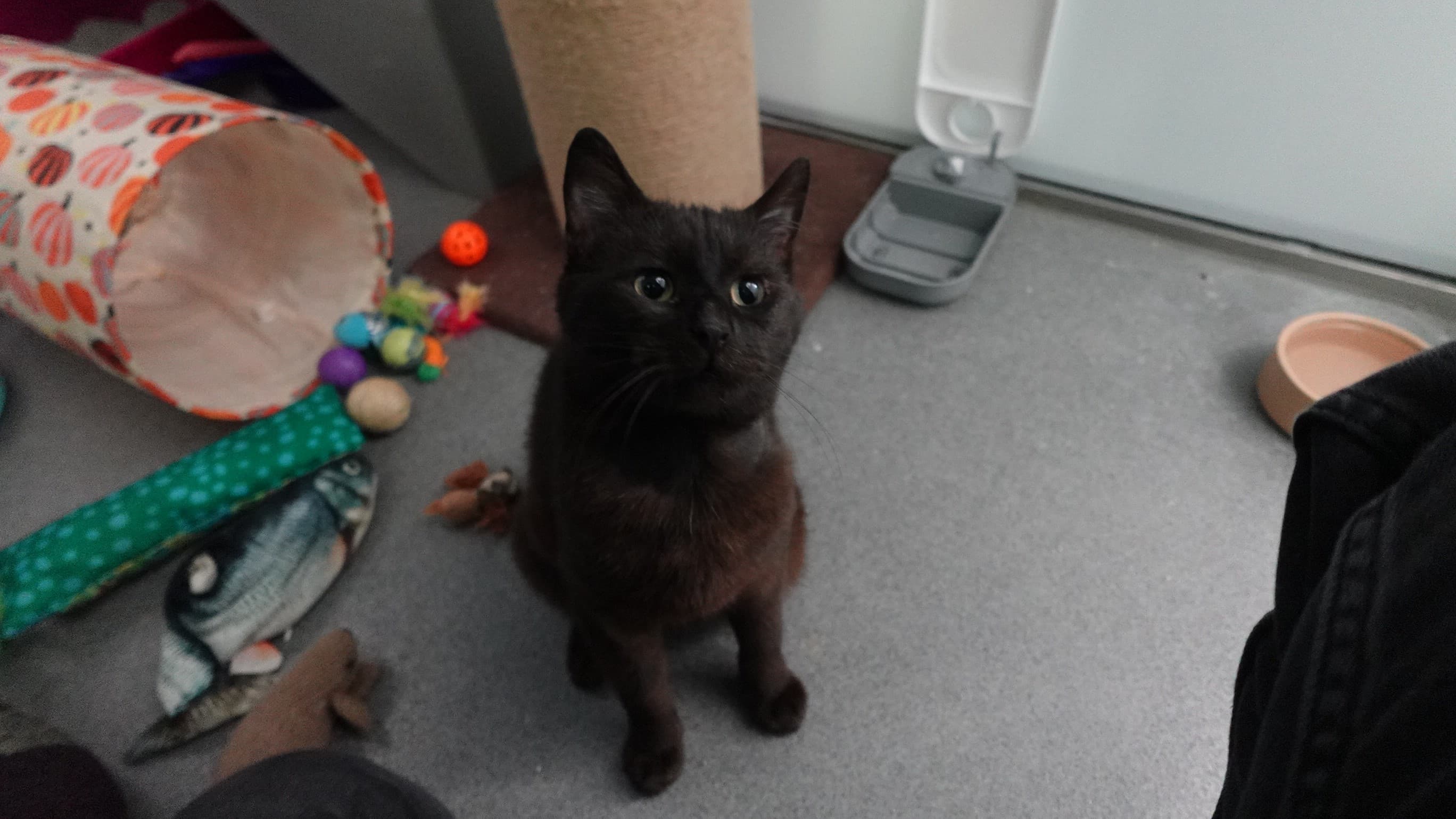 Felix — Domestic Short-hair