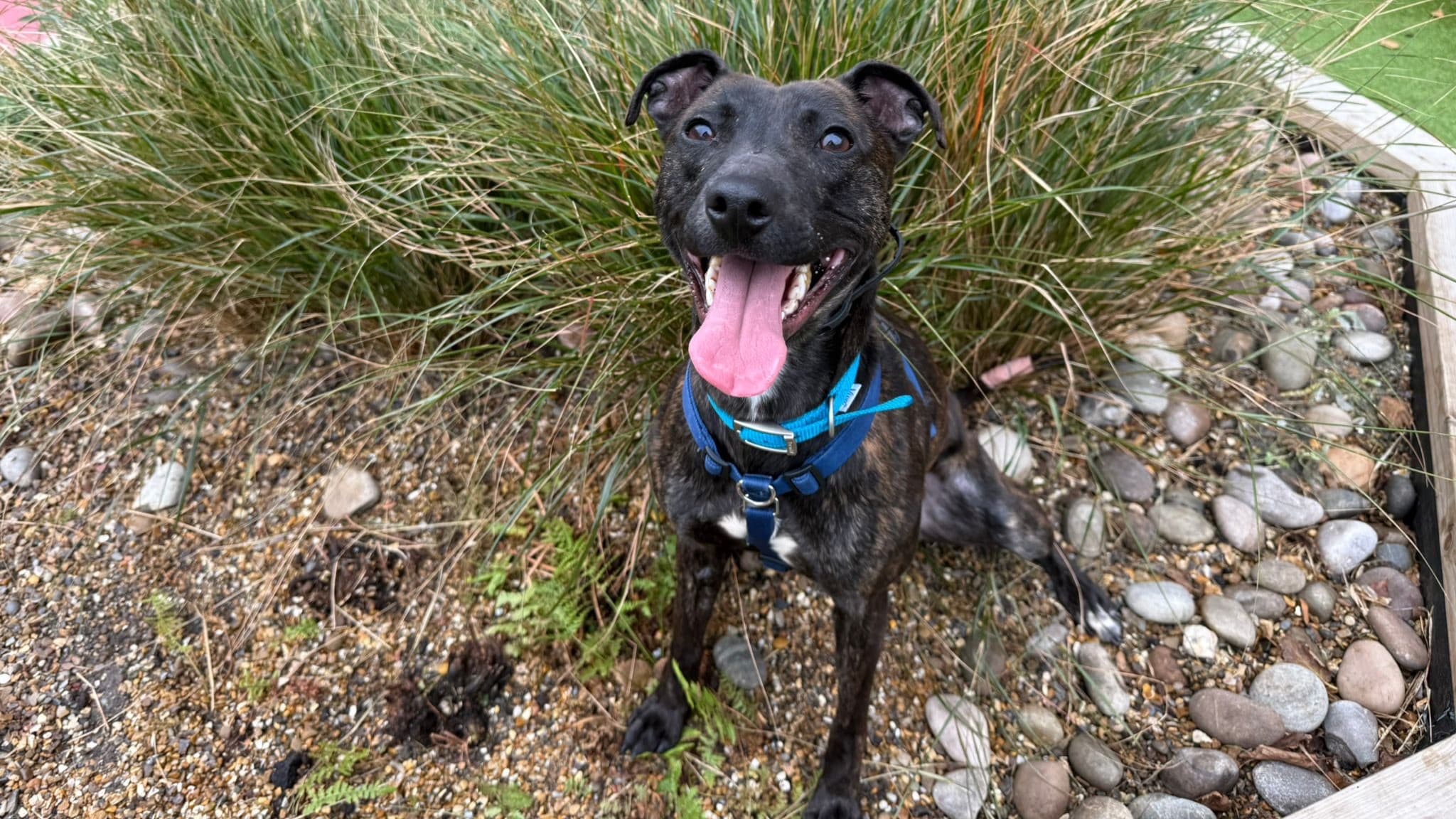 Clark — Mixed Breed