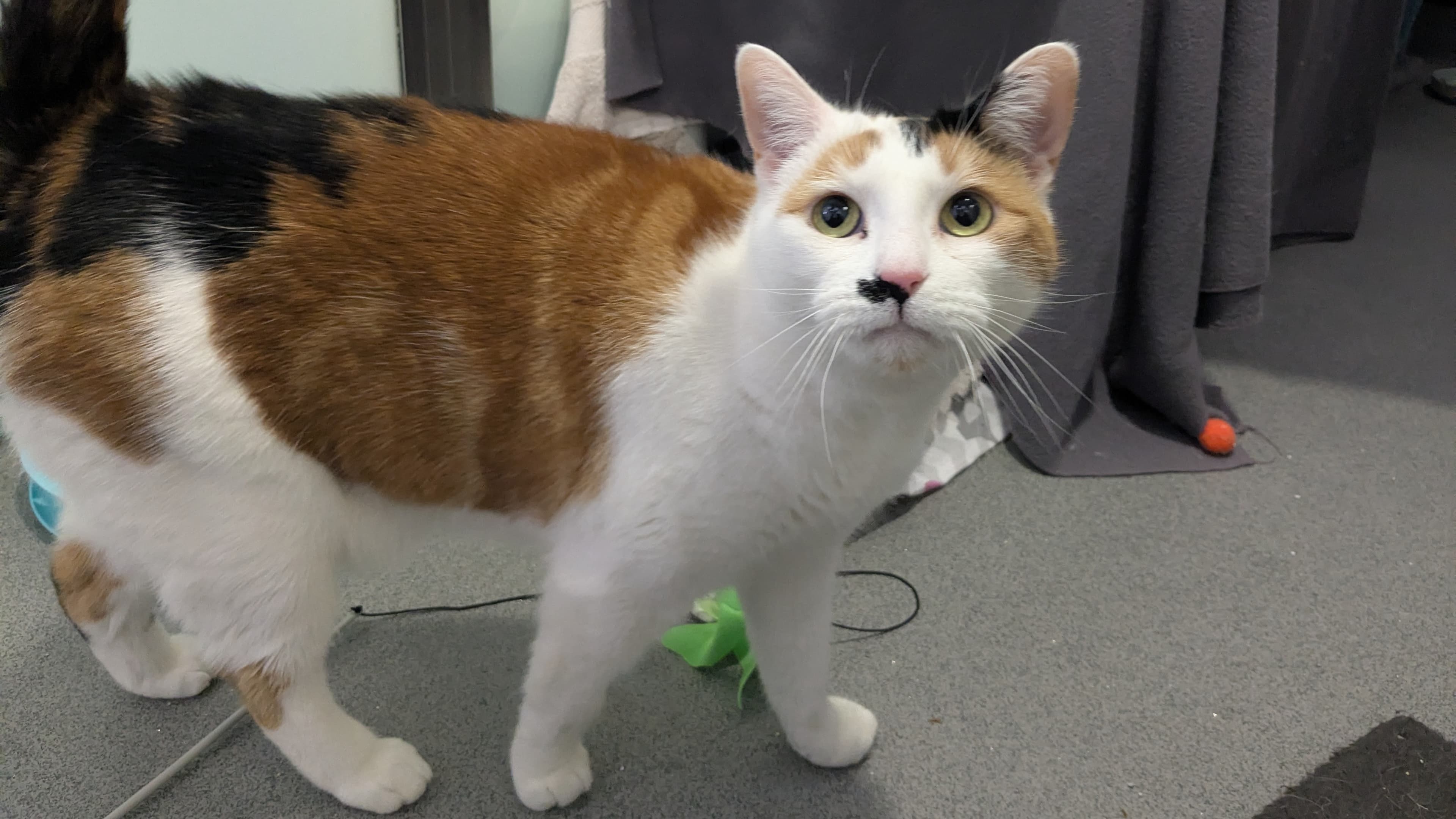 Marilyn monmeow photo 11